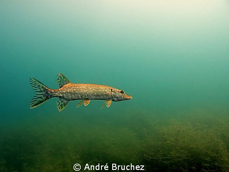 brochet à l'affût by André Bruchez 