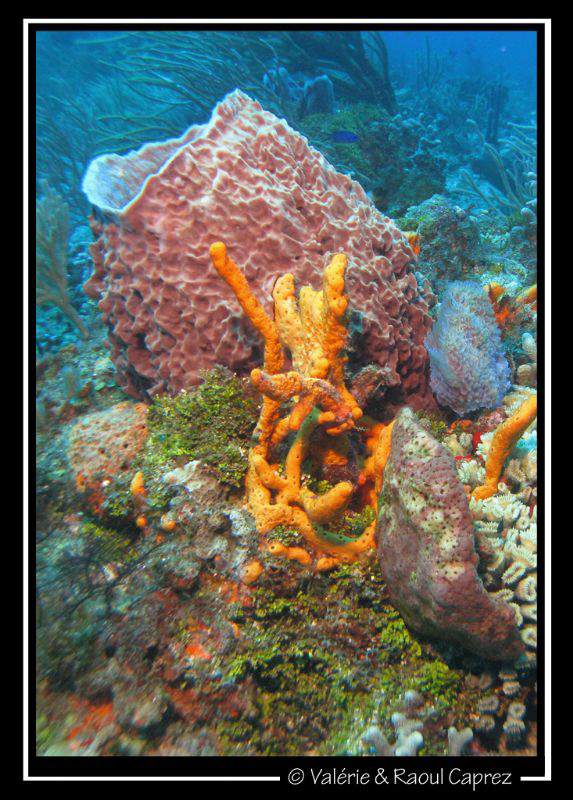 Taken with a Canon G9. by Raoul Caprez 