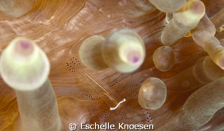 Anenome and shrimp by Eschelle Knoesen 