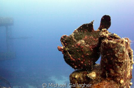 Frogfish on the Salem Express by Michael Gallagher 