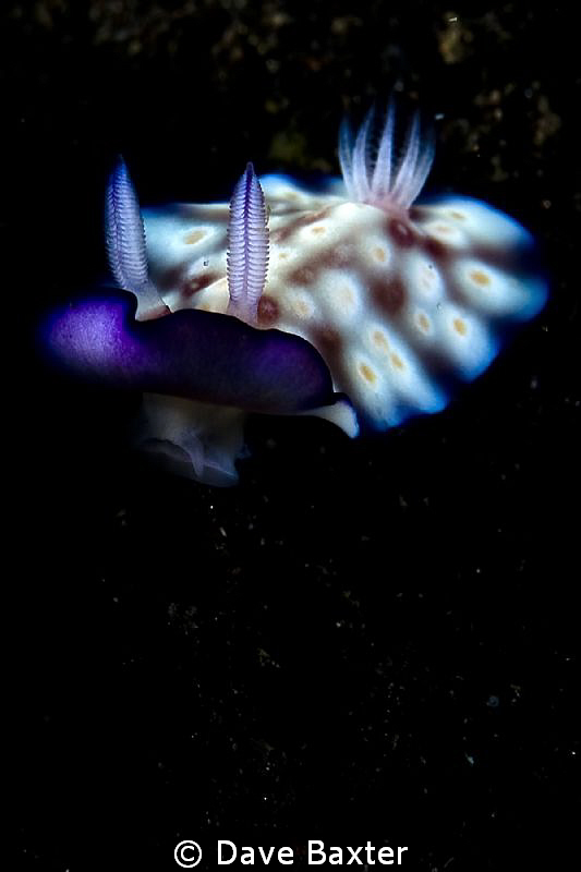 another cutey fromBali by Dave Baxter 