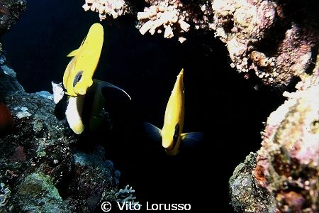 Fishs by Vito Lorusso 