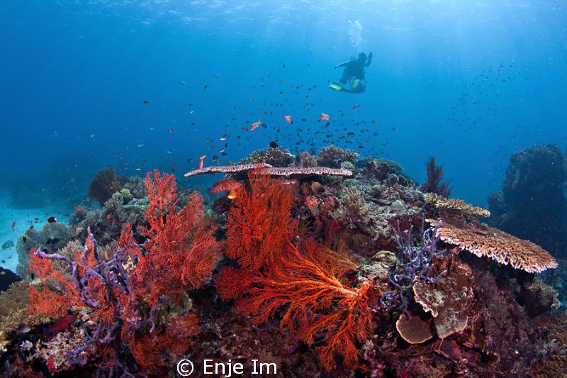 menjangan is. Bali, Indonesia by Enje Im 