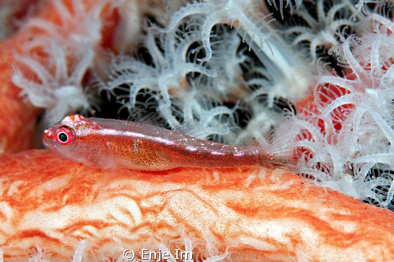 goby from seraya point by Enje Im 