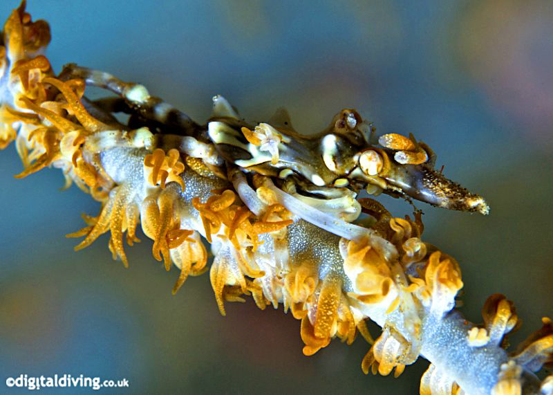 Xeno Crab on Whip Coral. Taken with D200 and 105mm lens by David Henshaw 