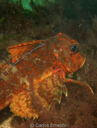 chelidonichthys lastoviza.
Olympus c-7070 and sea&sea ys... by Carlos Ernesto 