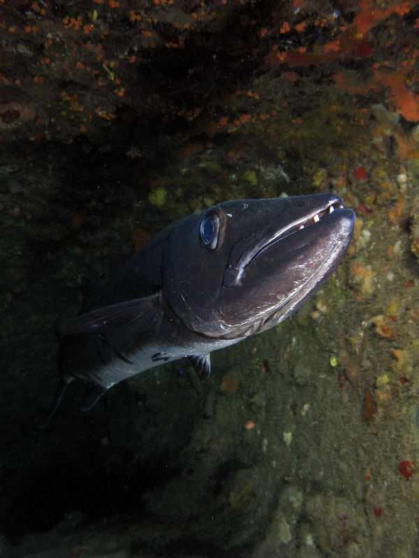 Great Barracuda up close and personal by Juan Torres 
