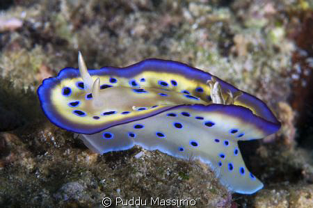 north sulawesi,nikon d2x 60mm macro by Puddu Massimo 