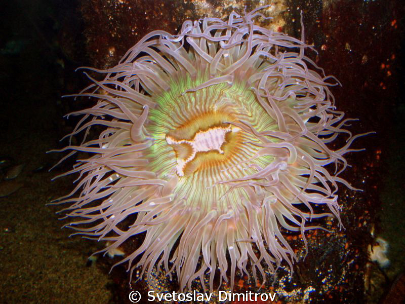 Anemony, Olimpus Mui 700, external light by Svetoslav Dimitrov 