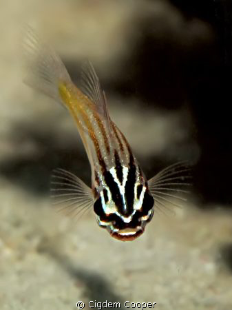 Cardinalfish
Taken with Canon G10&Epoque ES-150DS Strobe by Cigdem Cooper 