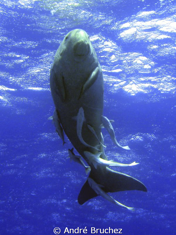 Dugong dans la baie d'Abu Dabab by André Bruchez 