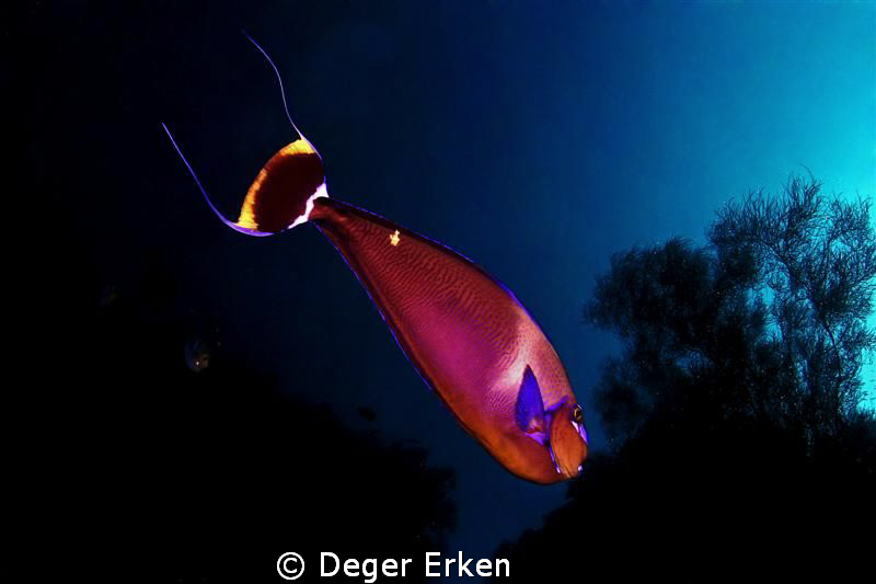 deep blue
sıpadan island by Deger Erken 