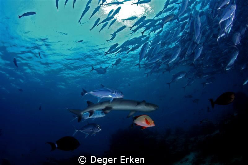brothers by Deger Erken 