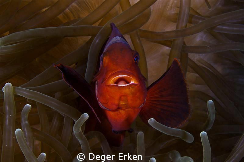curiosity by Deger Erken 