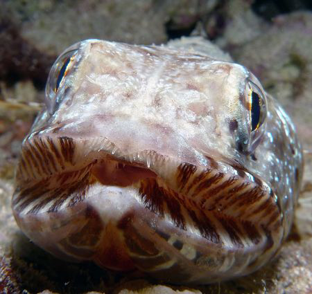 lizardfish straight on by Martin Dalsaso 