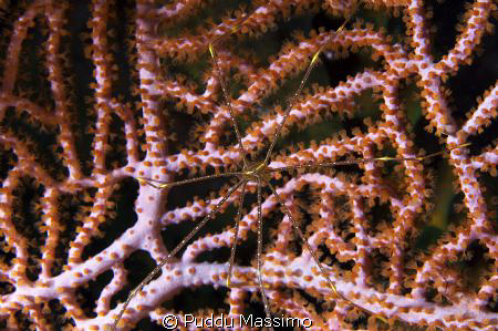 spider crab nikon d2x 60mm macro by Puddu Massimo 