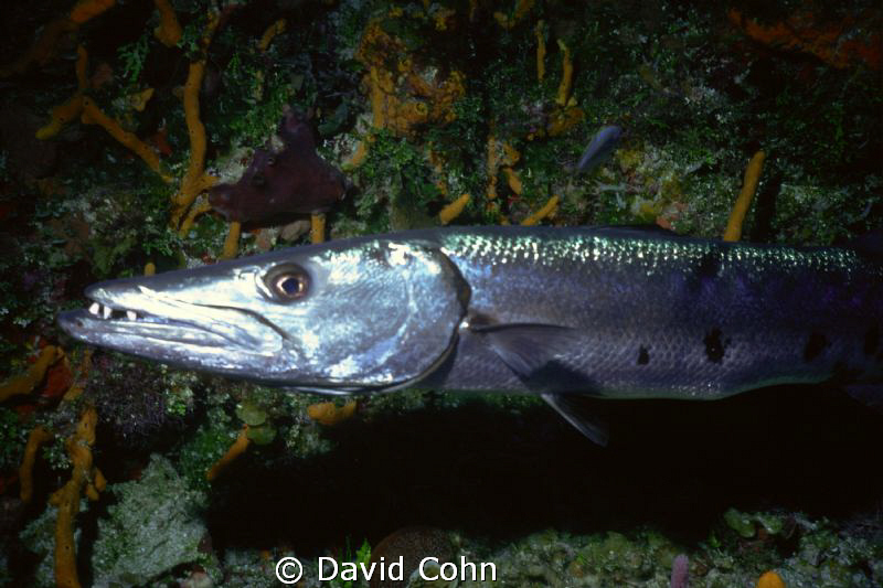 "Barry" the 'Cuda"..a big guy on a cozumel dive that didn... by David Cohn 