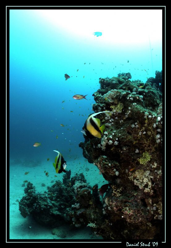 A great dive in El Quseir, Mövenpick house reef. by Daniel Strub 