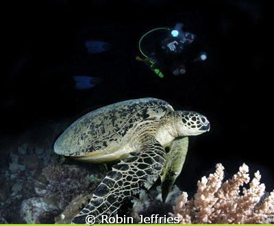Sleepy Green Turtle D90 10mm F16 1/160 by Robin Jeffries 