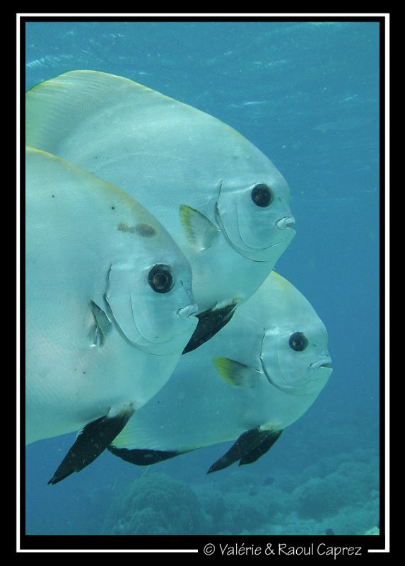 Taken in Sipadan with a sony T33. by Raoul Caprez 