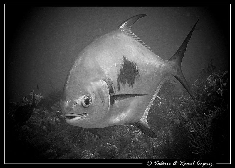 Picture taken with a Canon G9. by Raoul Caprez 