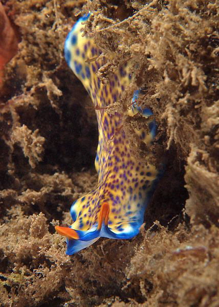 Flatworm. Dili, East Timor. by Doug Anderson 