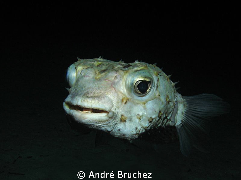 Poisson hérisson shooté à Marsa Shagra by André Bruchez 