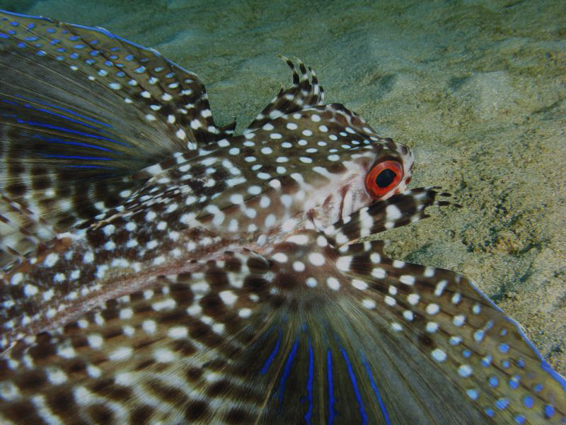 Turn off the redeye on your cameras for this Flying Gurna... by Juan Torres 