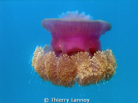 Massive jellyfish in the atolls of Polynesia by Thierry Lannoy 