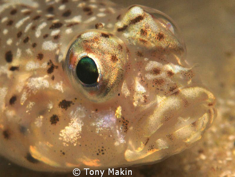 Barehead goby by Tony Makin 
