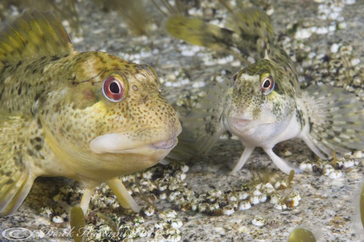 Shanny's. Trefor pier. D3, 105mm. by Derek Haslam 