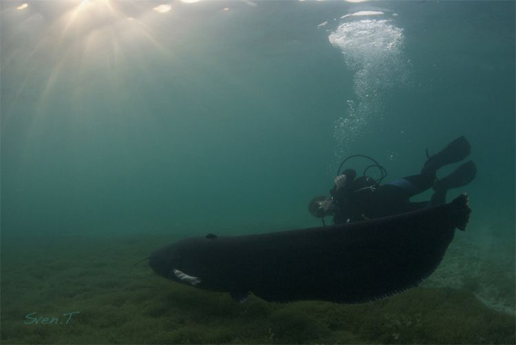 Ray & Swiss lake's monster Wells Catfish, fantastic dive! by Sven Tramaux 