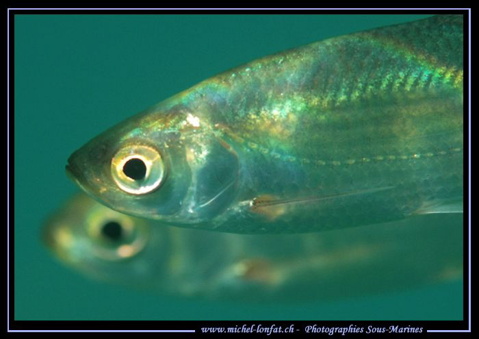 A couple of Pearl roach, Red-eye, Rudd.... Que du Bonheur... by Michel Lonfat 