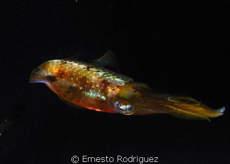 photo with canon g9 inon strobes by Ernesto Rodriguez 
