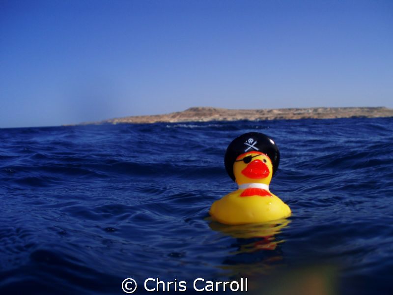 Captn. Quack Sparrow! by Chris Carroll 