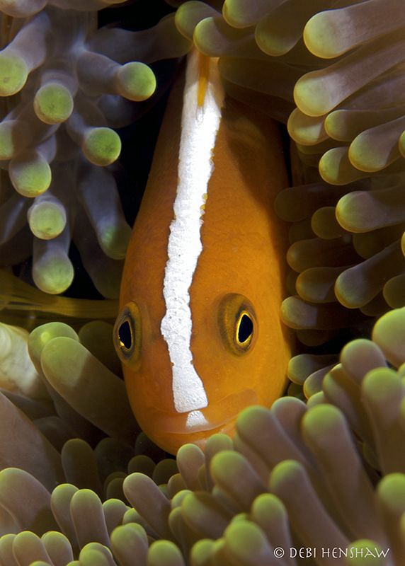"Skunk Anemonefish" by Debi Henshaw 