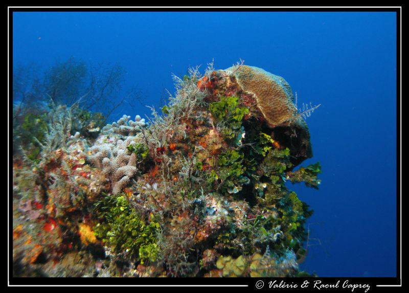Picture taken with a Canon G9. by Raoul Caprez 