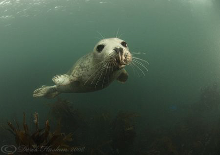 Grey seal. Farne islands. D200, 10.5mm. by Derek Haslam 