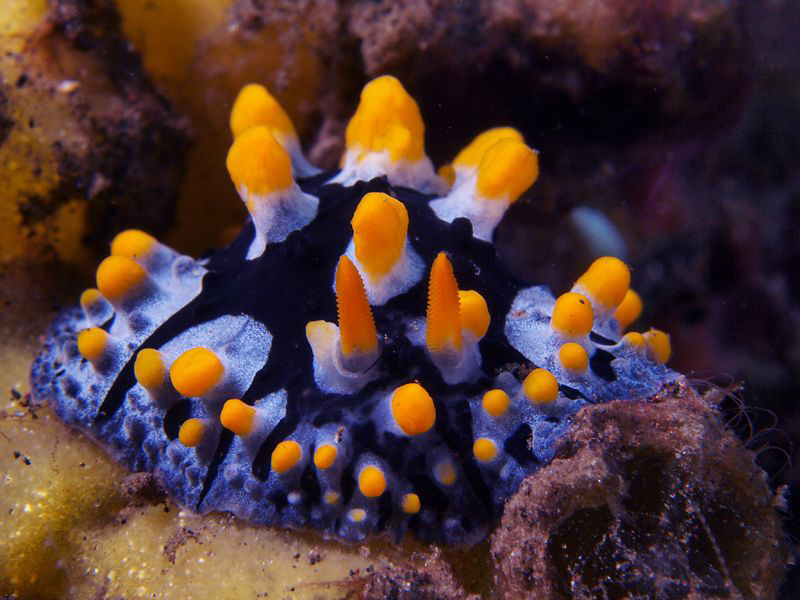 Phyllidia ocellata. Tulamben, Bali by Doug Anderson 
