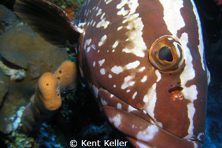 LOretta the friendly Grouper by Kent Keller 