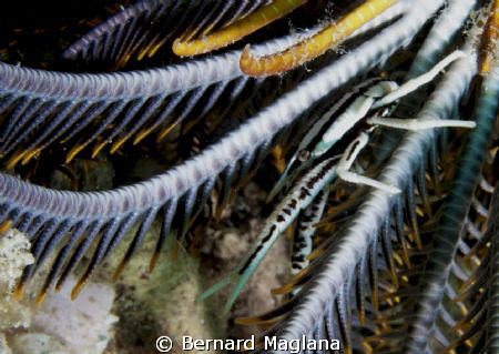 Dayang, Talikud Island, Davao by Bernard Maglana 