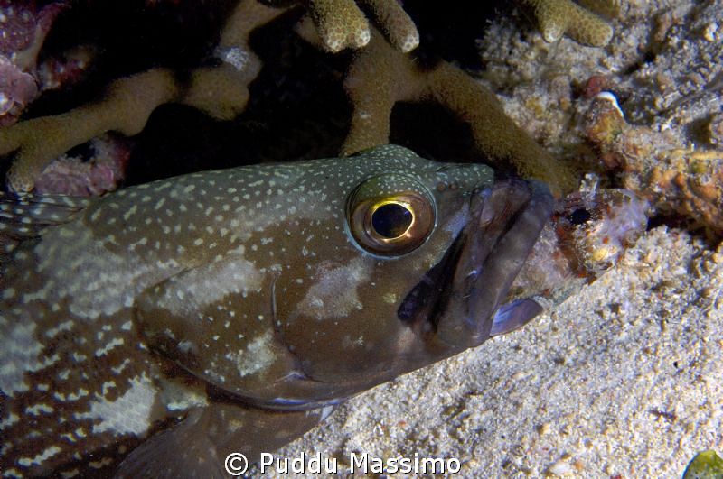 fish feeding at night dive,nikon d2x 60mm macro by Puddu Massimo 