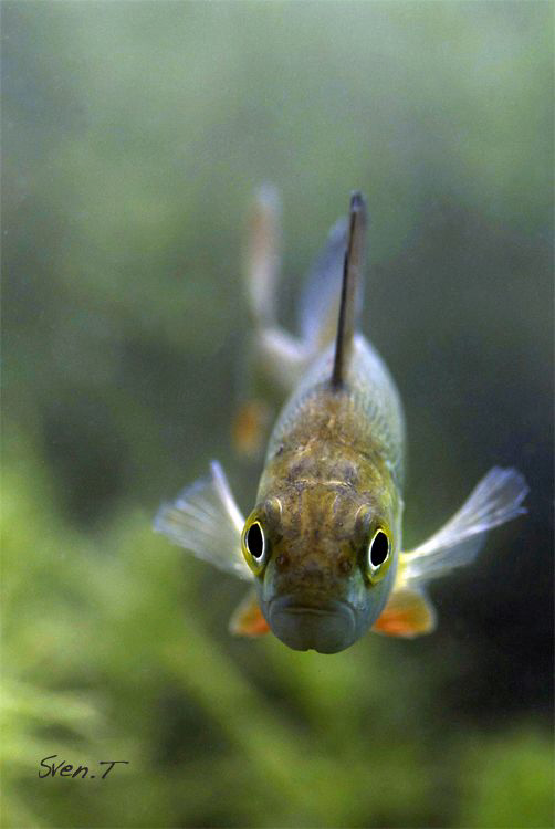 European perch looking into the lens (Perca fluviatilis) by Sven Tramaux 