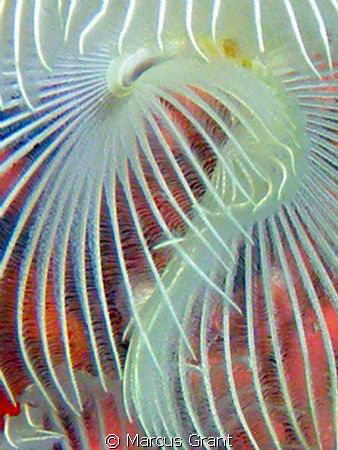 Taken of a two twin Spiral worm. by Marcus Grant 