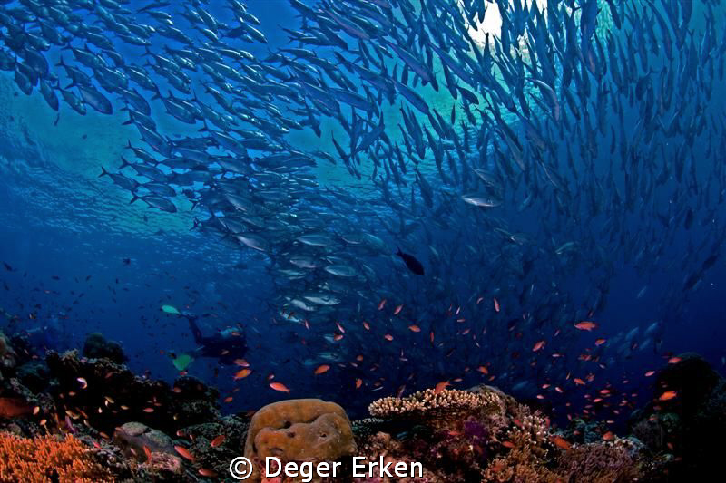 underwater paradıse by Deger Erken 