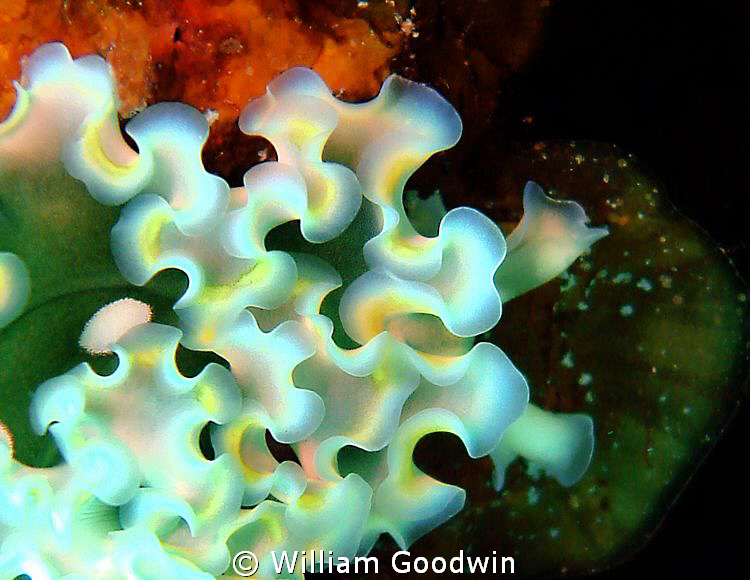 Front end of a lettuce slug with unusual coloration. Caym... by William Goodwin 