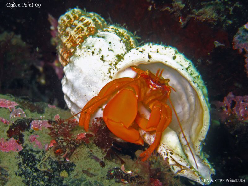Orange hermit crab. Ogden Point, BC. Canon Ixus 980. by Bea & Stef Primatesta 