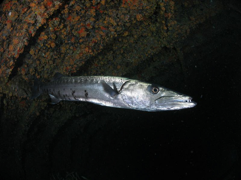 Great Barracuda by Juan Torres 