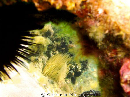 Taken with intova Ic600 5-6 meters depth(snorkeling). by Alexandar Glavonjic 