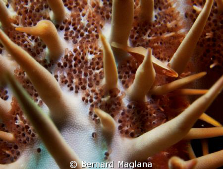 Dayang,Talicud Island, Davao by Bernard Maglana 